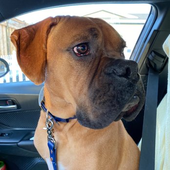 The Ranch Pet Resort & Spa - Pet Sitting Near Me - Livermore, California