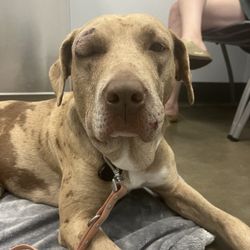 Bees Landing Recreation Center - Copperhead bites on a dog from the dog park