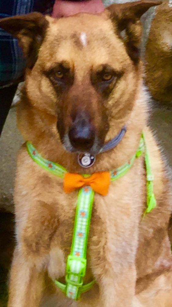 WOOD STAN DVM Updated August 2024 303 NE Irvine St, McMinnville