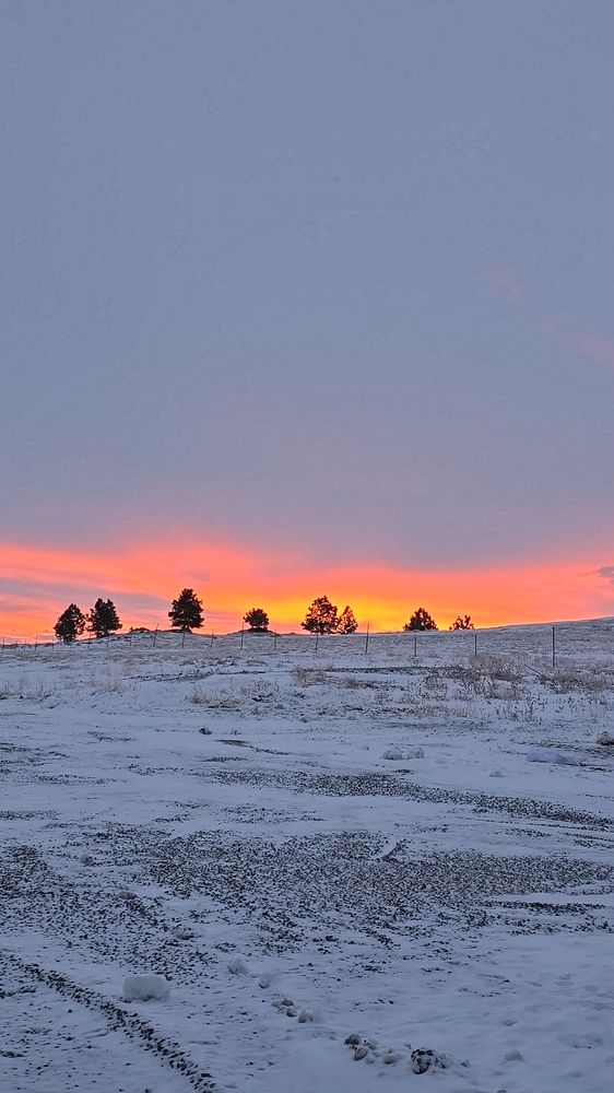Alpine Construction Tree Service - tree service in Acton, MT