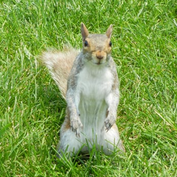 Boston Common - The little guy posed for me! - Parks Near Me - Boston, Massachusetts Boston Common - The little guy posed for me! - Parks Near Me - Boston, Massachusetts