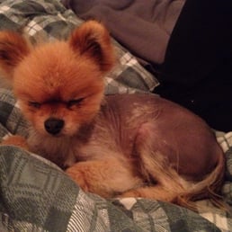 alopecia, seizures and a thyroid problem. so sad.
