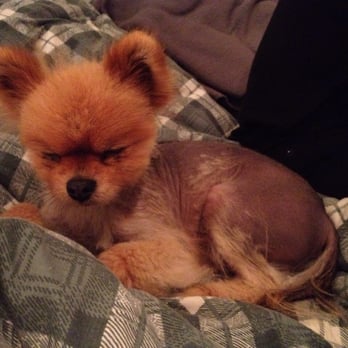 Mathews Bitsy Poms - alopecia, seizures and a thyroid problem. so sad. - Pet Breeders Near Me