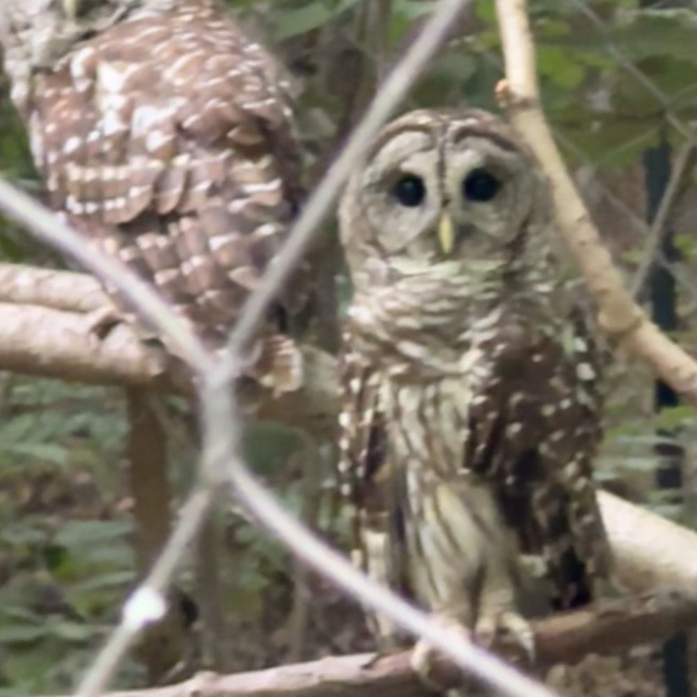 Maymont - Owls - Parks Near Me - Richmond, Virginia Maymont - Owls - Parks Near Me - Richmond, Virginia