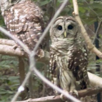 Maymont - Owls - Parks Near Me - Richmond, Virginia