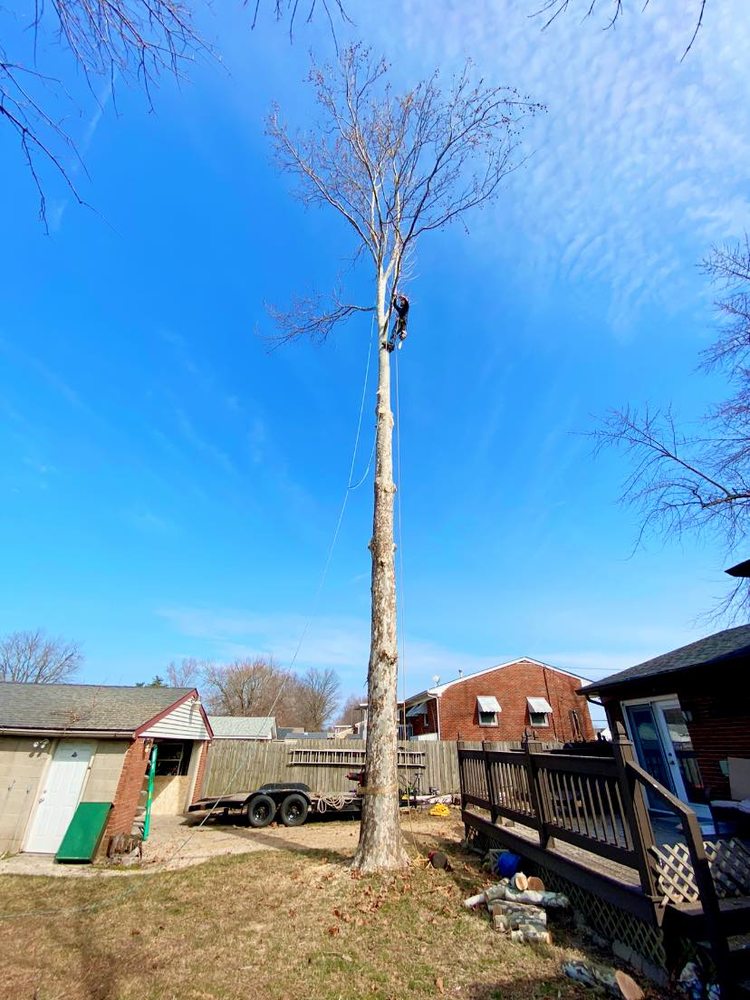 Thomas Tree Care - tree service in Louisville, KY
