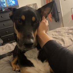 Joe Dog Grooming Winnetka Ca: Unleash Pampered Pups