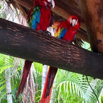 Paradise Beach - Parrots at the bar - Mexican Near Me - Cozumel, ROO