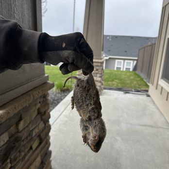 Dengo Wildlife Control - Not for the faint of heart. But this is a dead gopher. He was wrecking our backyard plants and trees. - Pest Control Near Me Dengo Wildlife Control - Not for the faint of heart. But this is a dead gopher. He was wrecking our backyard plants and trees. - Pest Control Near Me
