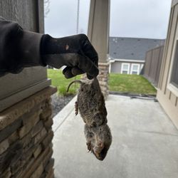 Dengo Wildlife Control - Not for the faint of heart. But this is a dead gopher. He was wrecking our backyard plants and trees.