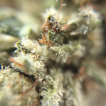 Sante Durango - Cannabis Dispensaries Near Me - Durango, Colorado Sante Durango - Cannabis Dispensaries Near Me - Durango, Colorado