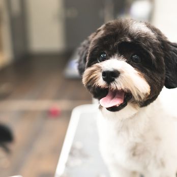 Wagsup - Pet Stores Near Me - Toronto, Ontario Wagsup - Pet Stores Near Me - Toronto, Ontario