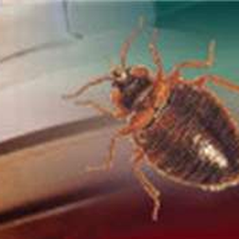 Anti Pest Chicagoland - Pest Control Near Me Anti Pest Chicagoland - Pest Control Near Me