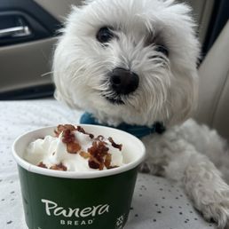 Bear 's Pup Cup - A small, fluffy white dog with dark eyes and a black nose is sitting inside a vehicle, next to a cup of ice cream topped with bacon bits. The cup has a Panera Bread logo, and the background shows part of the car interior and a window with a blurred outdoor scene.