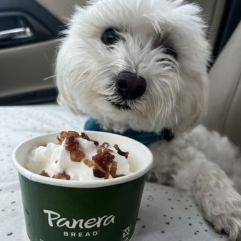 Panera Bread - Bear Pup Cup - A small, fluffy white dog with dark eyes and a black nose is sitting inside a vehicle, next to a cup of ice cream topped with bacon bits. The cup has a Panera Bread logo, and the background shows part of the car interior and a window with a blurred outdoor scene. - Sandwiches Near Me - Cincinnati, Ohio