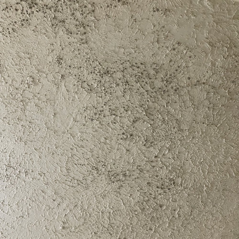 Best Western Covington - Black mold - Hotels Near Me - Covington, Louisiana Best Western Covington - Black mold - Hotels Near Me - Covington, Louisiana