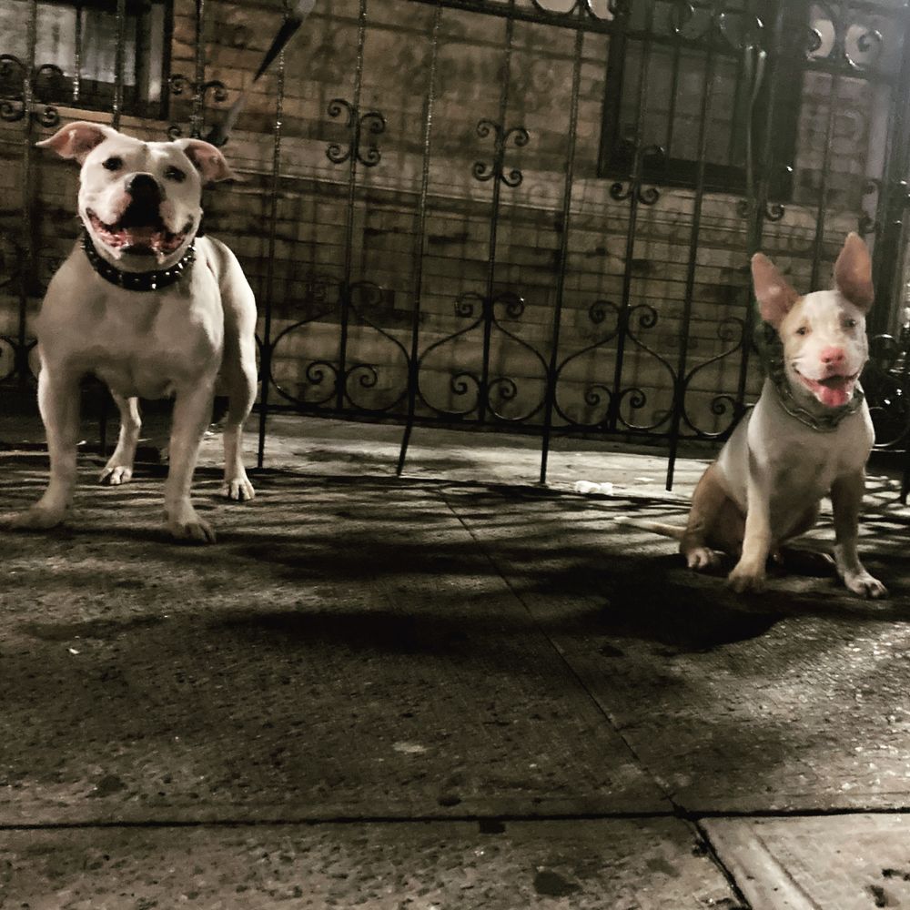 PUREBRED BRONX BULLIES Updated July 2024 Request Information 307