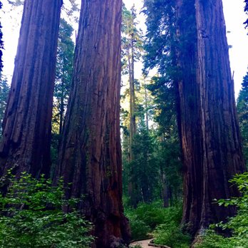 Calaveras Big Trees State Park - Stroll Under Giant Sequoias - Parks Near Me - Arnold, California Calaveras Big Trees State Park - Stroll Under Giant Sequoias - Parks Near Me - Arnold, California