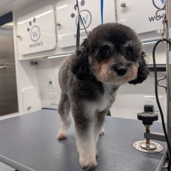 Woofie's - Pet Groomers Near Me - Dallas, Texas Woofie's - Pet Groomers Near Me - Dallas, Texas