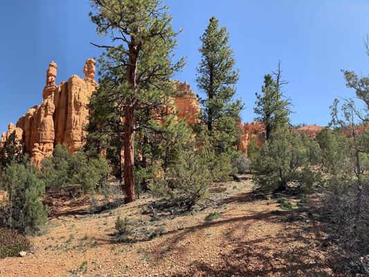 Dixie National Forest by null