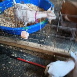 Bambi's Mini Petting Farm