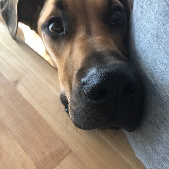 Atlas Scooping Services - Goose  is here to answer any questions you may have! - Pet Waste Removal Near Me - San Antonio, Texas