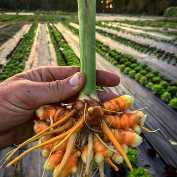 Bountiful Harvest Farms - Turmeric one of our new crops that we are working to expand. - CSA Near Me - Starkville, Mississippi Bountiful Harvest Farms - Turmeric one of our new crops that we are working to expand. - CSA Near Me - Starkville, Mississippi