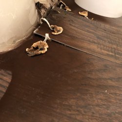 Property Frameworks - Mold fungus growing under kids restroom