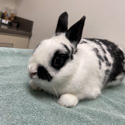 Bear Valley Animal Clinic