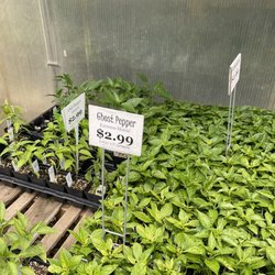 Young's Market & Garden Center - Peppers