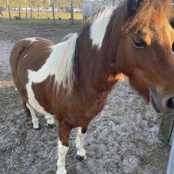 Conner's A-Maize-Ing Acres - Petting zoo - Venues & Event Spaces Near Me - Hilliard, Florida