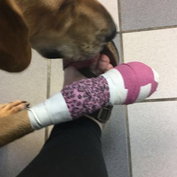Phillip's Small Animal Clinic - Huck with bandages foot after self mutilating. - Veterinarians Near Me - Scottsboro, Alabama