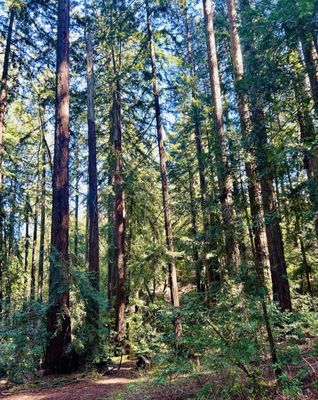 North Sonoma Mountain Regional Park by null