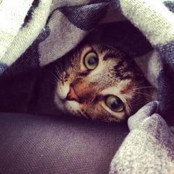 Help Animals - Omnes, la "bête" adoptée chez Help Animals il y a bientôt 2 ans.