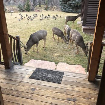 The Cabins At Country Road - Bootlegger Barn Back Porch - Vacation Rentals Near Me - Evergreen, Colorado The Cabins At Country Road - Bootlegger Barn Back Porch - Vacation Rentals Near Me - Evergreen, Colorado