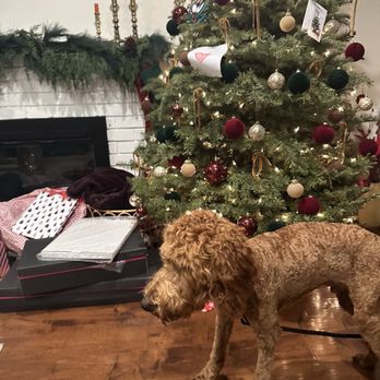 Fur Town Pet Spa- Arcadia - Pet Groomers Near Me - Arcadia, California