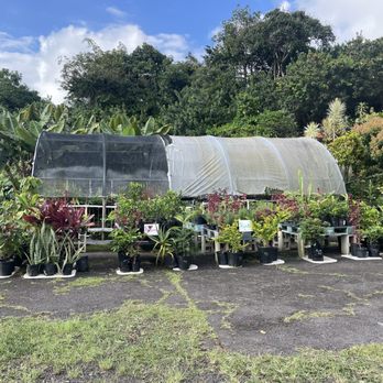Tropical Edibles Nursery - Nurseries & Gardening Near Me - Captain Cook, Hawaii Tropical Edibles Nursery - Nurseries & Gardening Near Me - Captain Cook, Hawaii