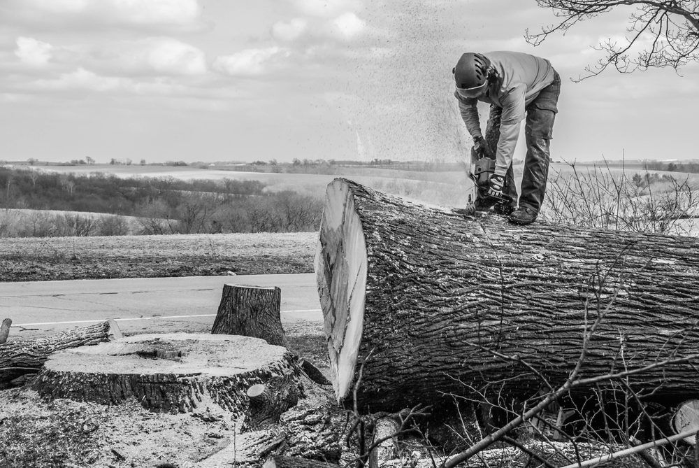 Higher Ground - tree service in Madison, WI