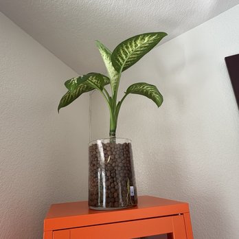 LV Plantas - Hydroponics Near Me - Las Vegas, Nevada