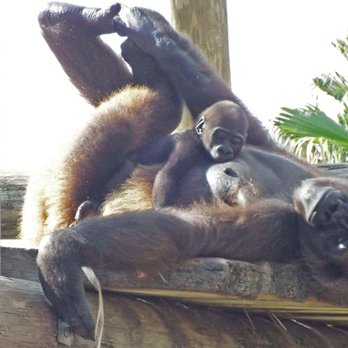 Gladys Porter Zoo - Mom and Baby - Zoos Near Me - Brownsville, Texas
