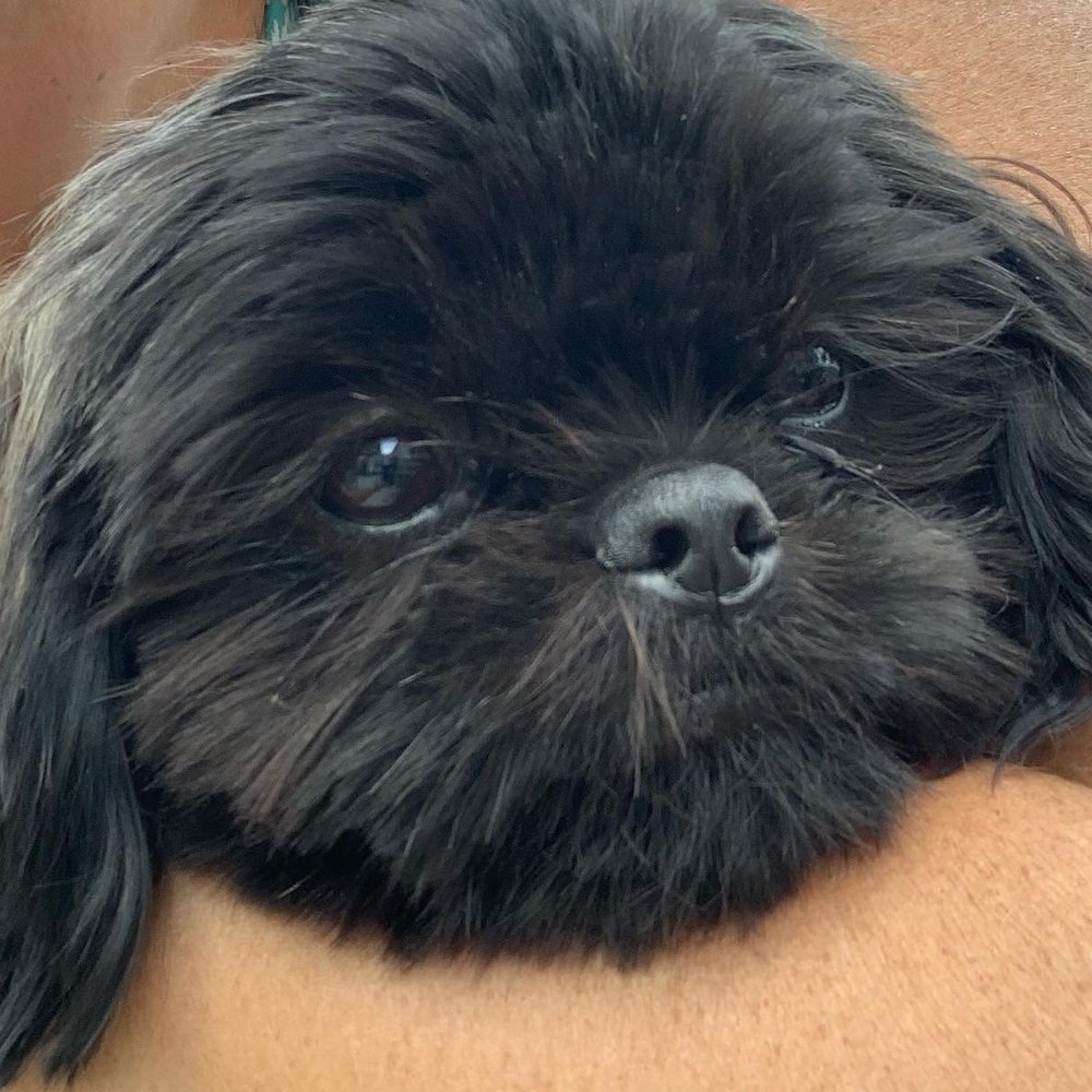 TOP 10 BEST Free Puppies in Louisville, KY - Updated 2026 - Yelp