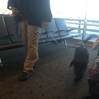 Delta Airlines - Special Agent Woof was too quick for the cam! - Airlines Near Me - Long Beach, California Delta Airlines - Special Agent Woof was too quick for the cam! - Airlines Near Me - Long Beach, California