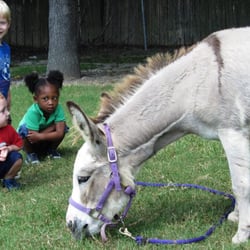 Apple Tree Learning Center - Look at the donkey!
