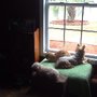 Chester Animal Hospital