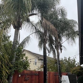 Palm Tree Men - Before photo of 3 trees next to fence - Tree Services Near Me Palm Tree Men - Before photo of 3 trees next to fence - Tree Services Near Me