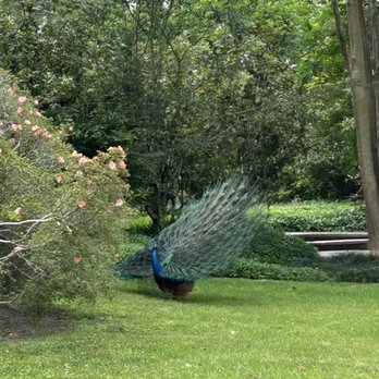 Rip Van Winkle Gardens - Venues & Event Spaces Near Me - New Iberia, Louisiana Rip Van Winkle Gardens - Venues & Event Spaces Near Me - New Iberia, Louisiana