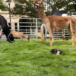 The Pint Sized Pasture