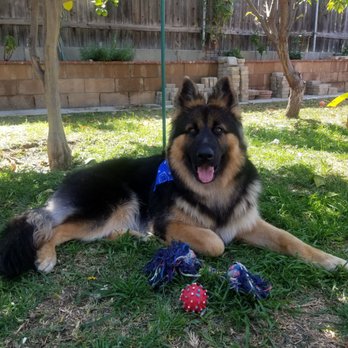 Yogi's Doggie Spaw - Pet Groomers Near Me - La Mirada, California Yogi's Doggie Spaw - Pet Groomers Near Me - La Mirada, California
