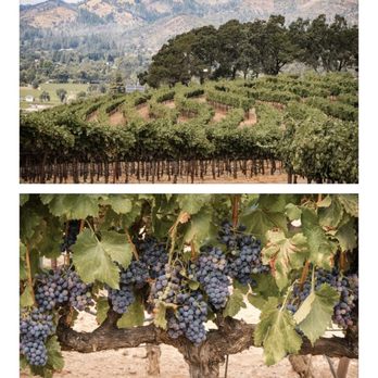 Blissful Events - Wedding Planning Near Me - Petaluma, California Blissful Events - Wedding Planning Near Me - Petaluma, California