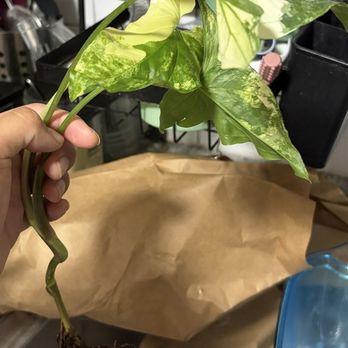 Good Plant Keeping - Syngonium Albo - Nurseries & Gardening Near Me - Valrico, Florida Good Plant Keeping - Syngonium Albo - Nurseries & Gardening Near Me - Valrico, Florida